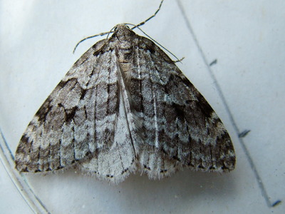 Small Autumnal Moth